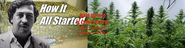 шишки Абаза