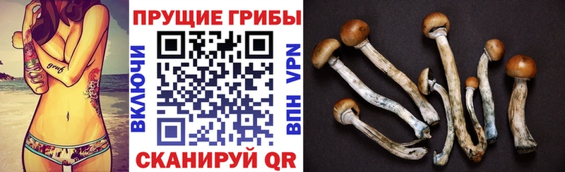Галлюциногенные грибы прущие грибы  Дербент 